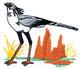 Secretary Bird