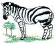 Zebra