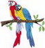 Two Macaws