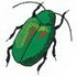 Beetle 96