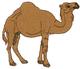 Dromedary