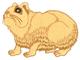 Guinea Pig