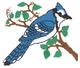 Blue Jay