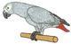 African Gray