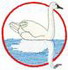 Trumpeter Swan