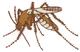 Mosquito
