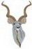 Lg. Kudu Head