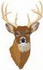 Whitetail Deer Head
