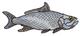 Tarpon