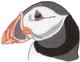 Puffin