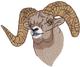 Bighorn Sheep