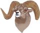 Bighorn Sheep