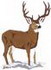 Mule Deer