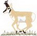 Pronghorn Antelope