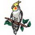 Cockatiel