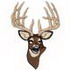 Whitetail Deer Head