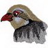 Red- Legged Partridge