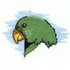 Eclectus Parrot