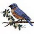 Eastern Bluebird