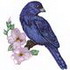 Indigo Bunting