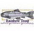 Rainbow Trout