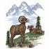 Bighorn Sheep