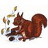 Red Squirrel