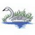 Trumpeter Swan