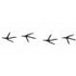 Pheasant Tracks