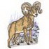 Big Horn Sheep