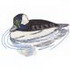 Bufflehead