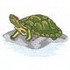 Red Eared Slider