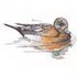 American Wigeon