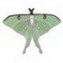 Luna Moth