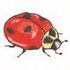 Ladybug