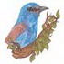 European Roller