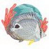 Four Eye Butterfly Fish