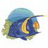 Maculosus Angelfish