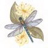 Paddle Tailed Darner / Starflower