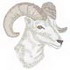 Bighorn Sheep