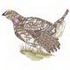 Sharptailed Grouse