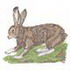 Snowshoe Rabbit