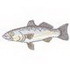 Weakfish