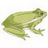 Green Tree Frog