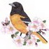 Baltimore Oriole