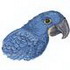 Hyacinth Macaw