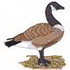 Canada Goose