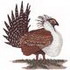 Sage Grouse