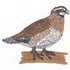 Male Bobwhite