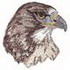 Red-tail Hawk